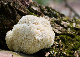 Functional Mushrooms: A No-Jargon Guide to Lion's Mane, Reishi & Cordyceps