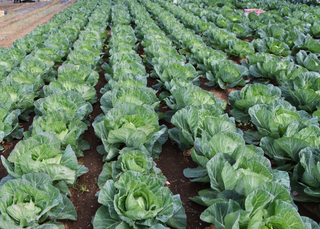 Cabbage Is Sexy: Why This Underrated Vegetable Is Trending in 2026