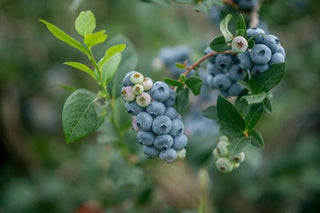 4 Foods and Drinks for Boosting Cognitive Performance at Work